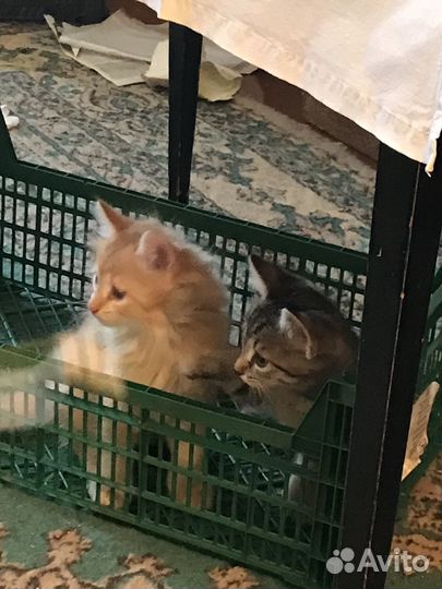 Отдам в добрые руки котят