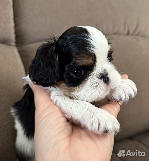 Щенки кинг чарльз спаниель