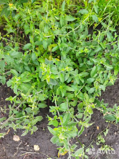 Мята сортовая