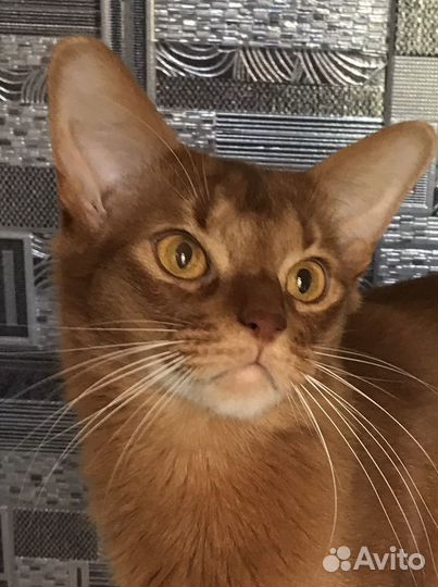 Молодой котик сомали