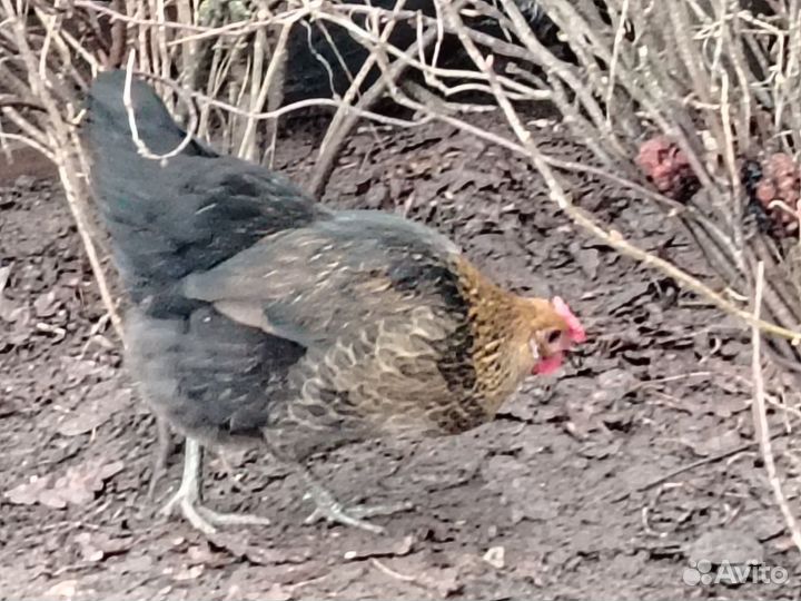 Яйца для инкубации