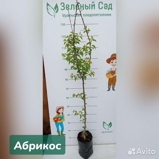 Саженцы Абрикоса летнего созревания