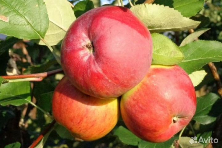 Яблоня. Саженцы яблони в ассортименте