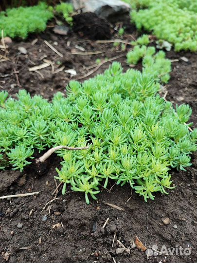 Цветы многолетники