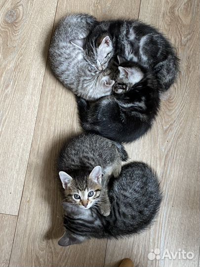 Котята в добрые руки