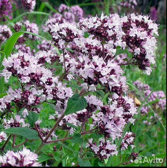 Рассада Душица (Орегано), мята, мелисса