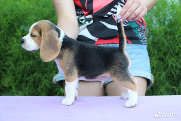 Щенки бигль. Питомник