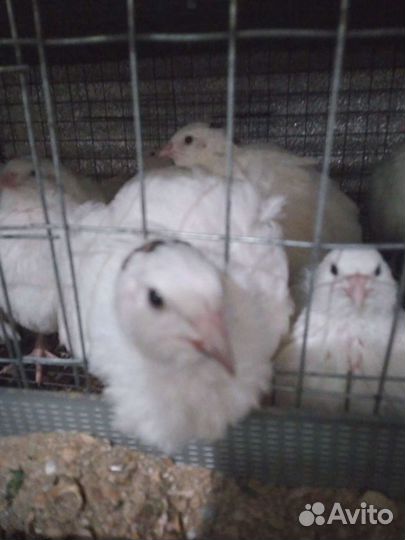 Перепелята