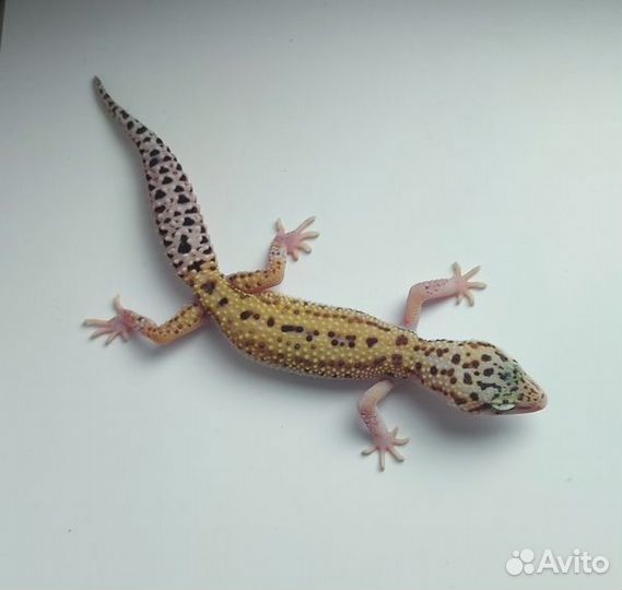 Пятнистый эублефар, леопардовый геккон, самец