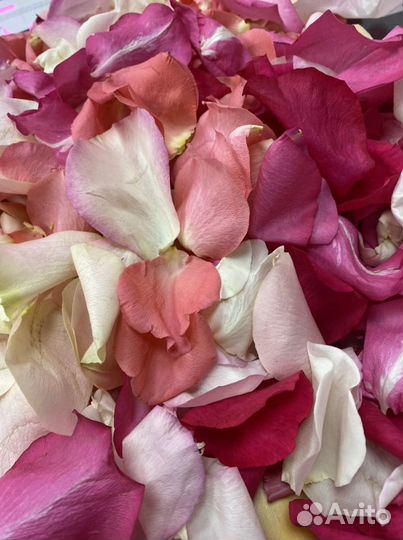 Лепестки роз