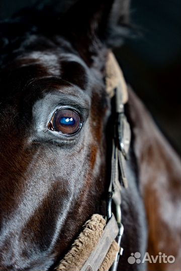 Вороная кобыла