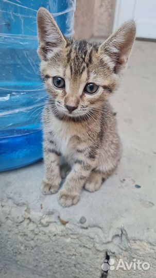 Отдам котят