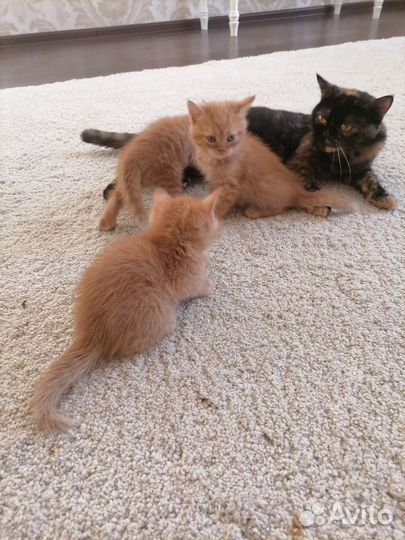 Кошки