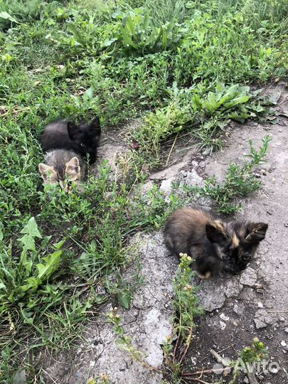 Котята в добрые руки 1,5 месяц