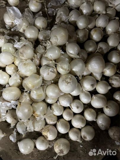 Лук белый невада