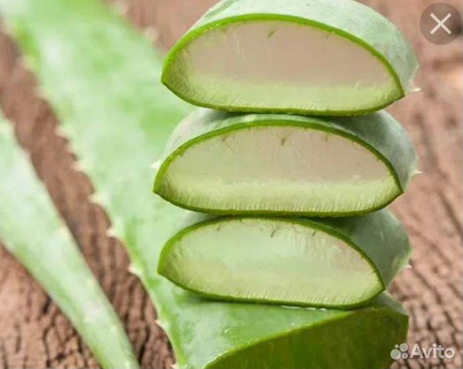 Домашний доктор. алоэ вера