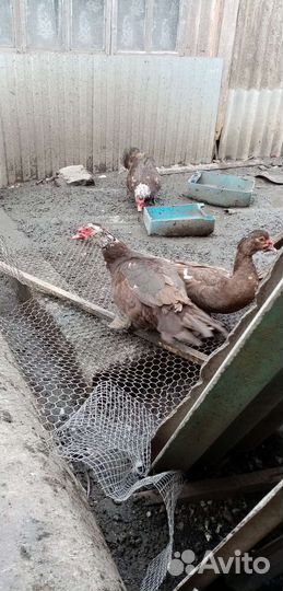 Утки шипуны