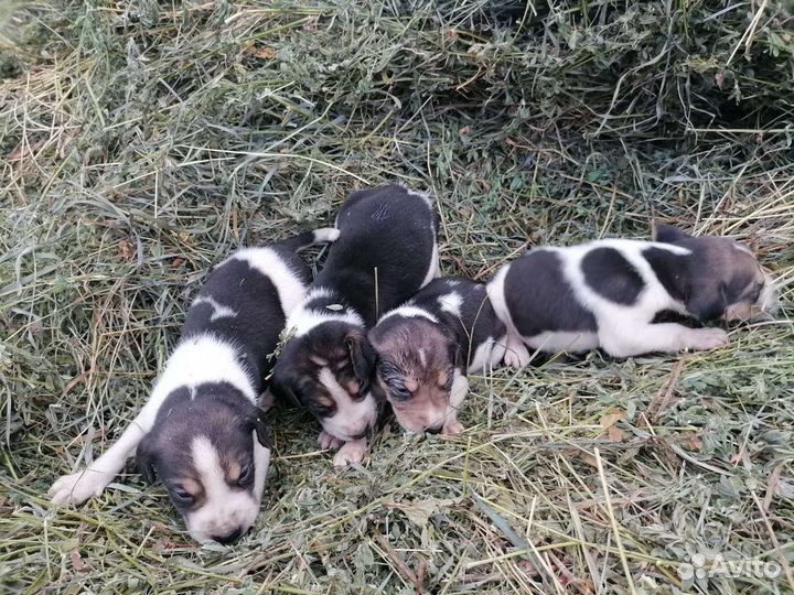 Русская гончие,пегие гончие.щенки.Ягтерер