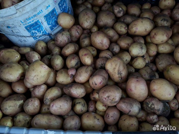 Картофель Новый урожай