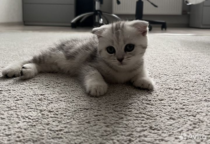 Шотландская вислоухая