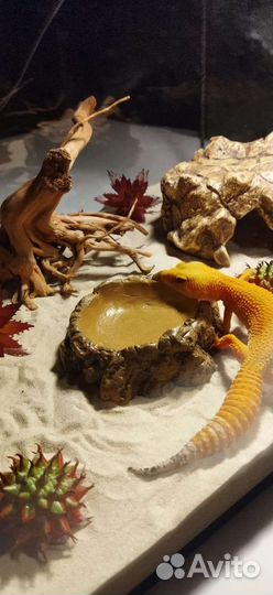 Эублефар с террариумом новый