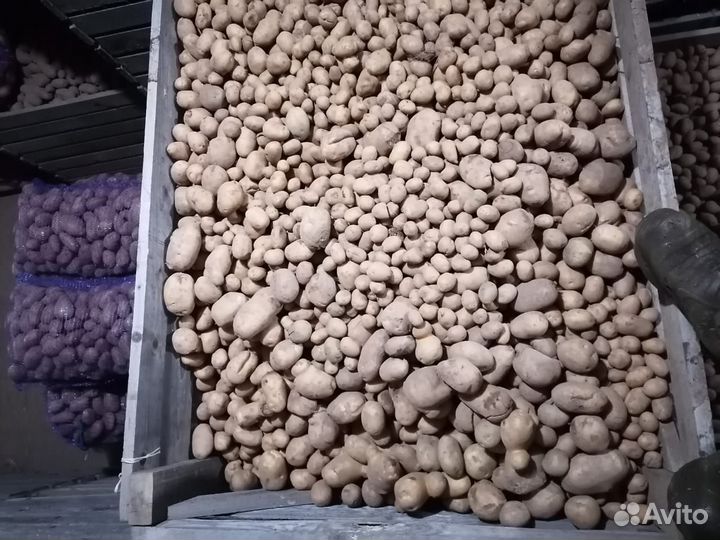 Картофель для животных
