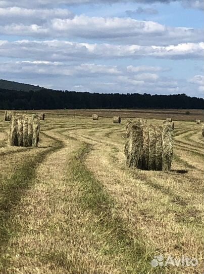 Сено в рулонах