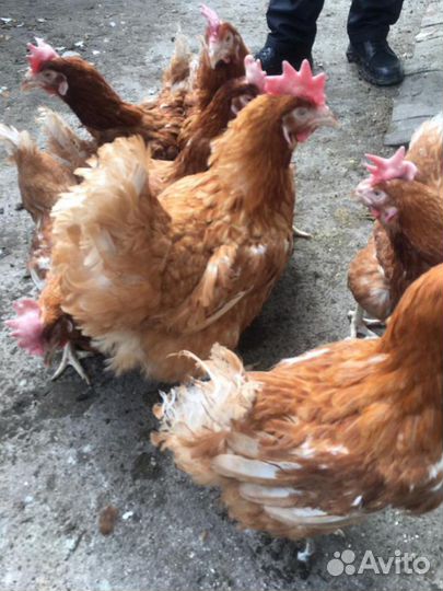 Куры несушки