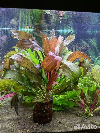 Эхинодорус синусойд