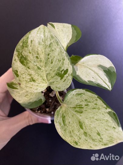 Сциндапсус