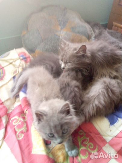Британские котята
