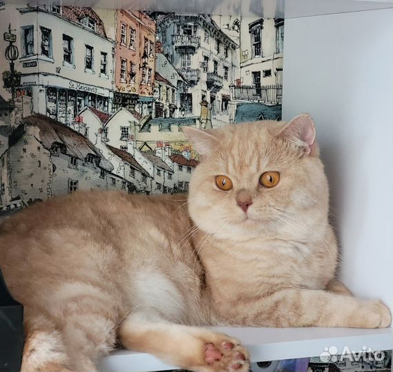 Котёнок шотландец