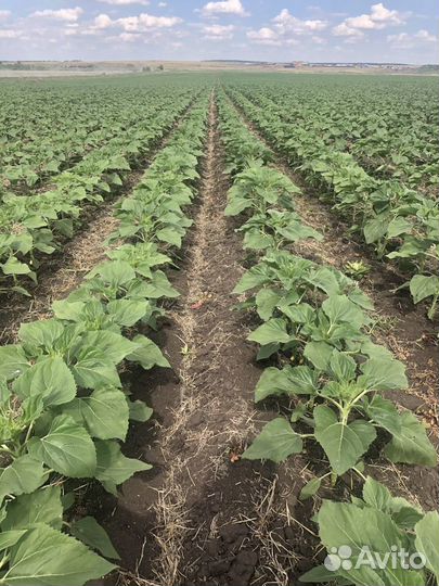 Сеялка Maschio Gaspardo SP 8, 2016