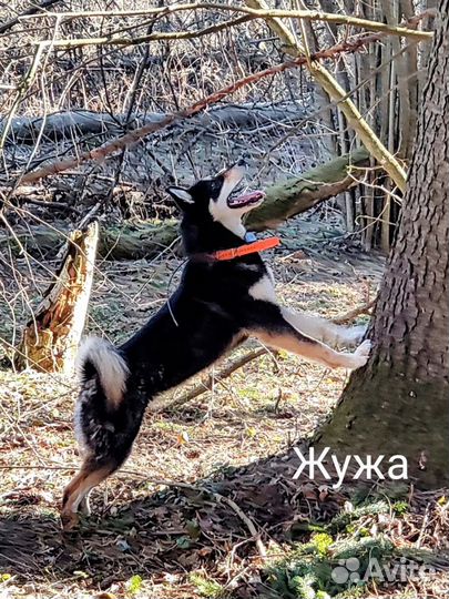 Щенки восточно-сибирской лайки