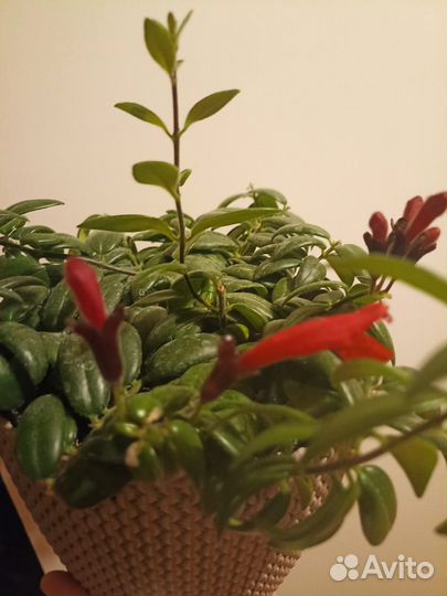 Эсхинантус