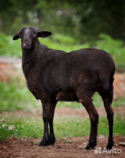 Овцы, Камерунские козлята