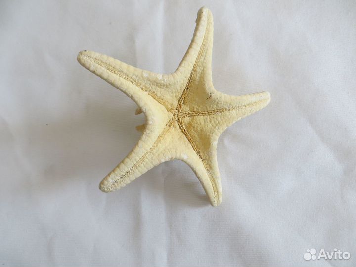 Морская звезда