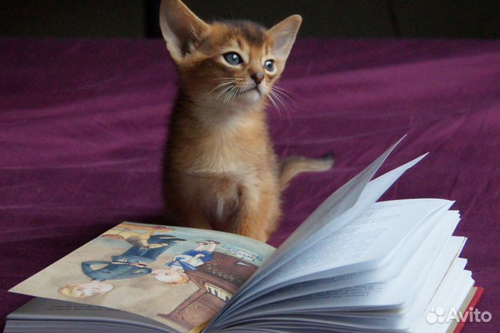 Абиссинские котята