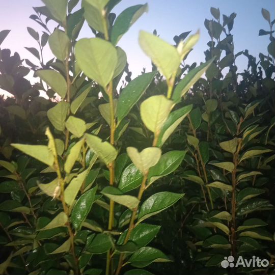 Кизильник блестящий