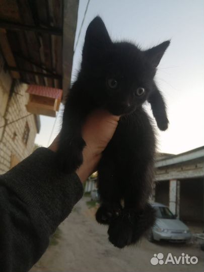 Домашние животные котята