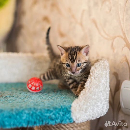 Бенгальские котята