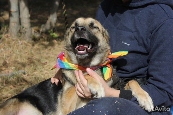 Отдам бесплатно бывшедомашнюю собаку
