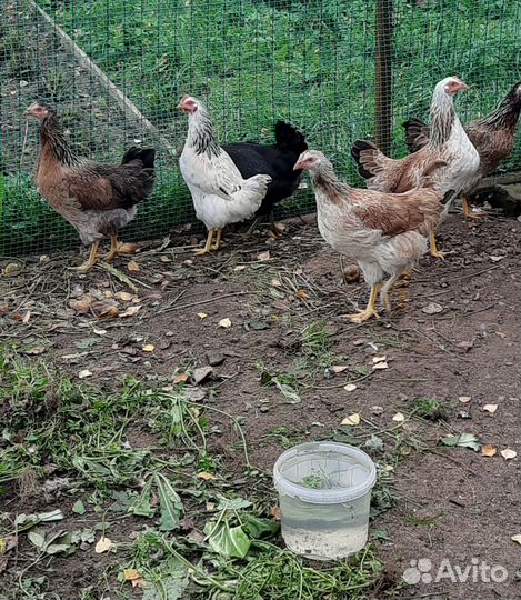 Куры молодки