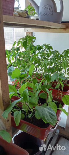 В продаже рассада