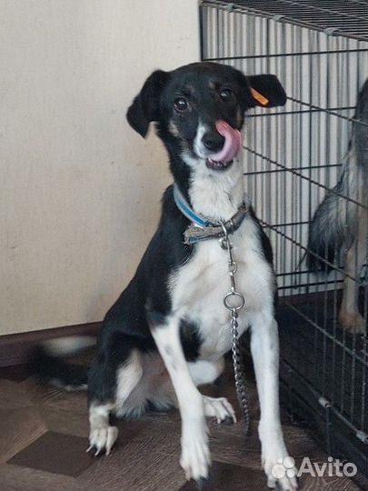 Собака в добрые руки