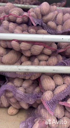 Картофель Оптом Лабелла 5+ 2 сорт Нижний Новгород