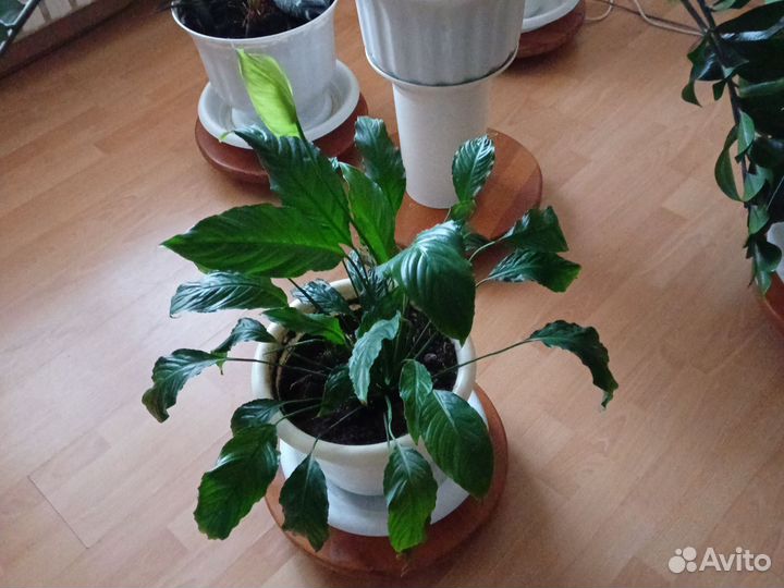 Комнатные цветы