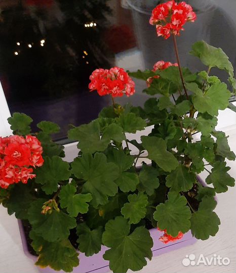 Пеларгония герань