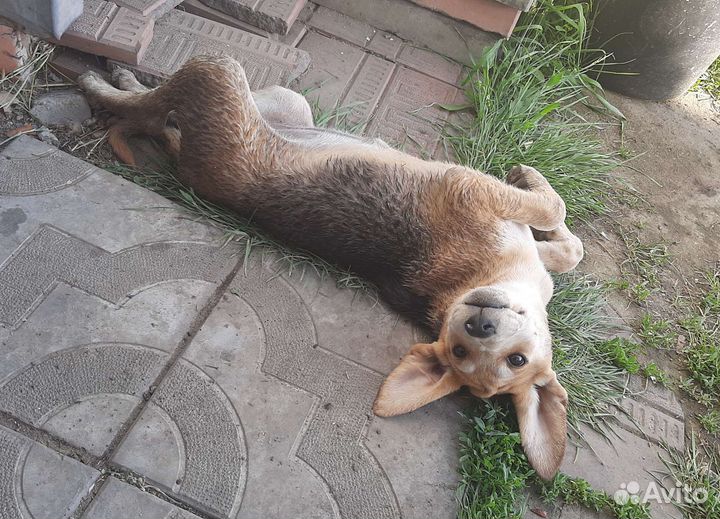 Продам щенка породы русская гончая