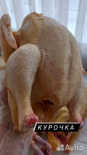 Тушки птицы